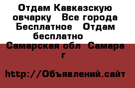 Отдам Кавказскую овчарку - Все города Бесплатное » Отдам бесплатно   . Самарская обл.,Самара г.